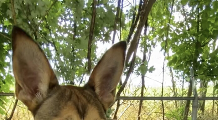 Pet of the week: Taste the rainbow with Skittles