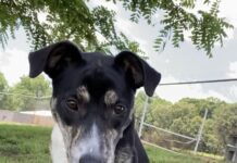 Pet of the week: Shine bright like a Diamond