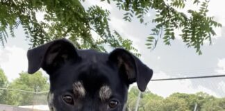 Pet of the week: Shine bright like a Diamond