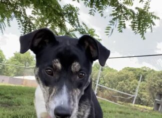 Pet of the week: Shine bright like a Diamond