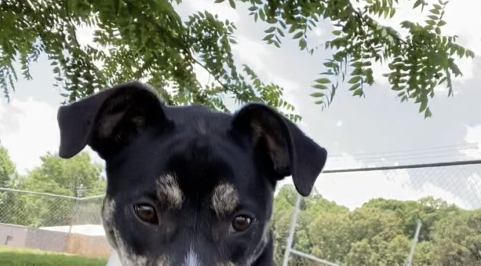 Pet of the week: Shine bright like a Diamond