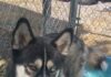 Pet of the week: Fly high with Maverick!