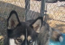 Pet of the week: Fly high with Maverick!