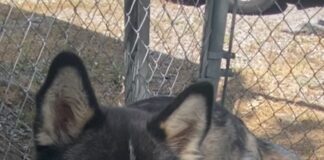 Pet of the week: Fly high with Maverick!