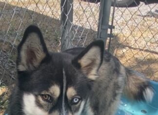 Pet of the week: Fly high with Maverick!