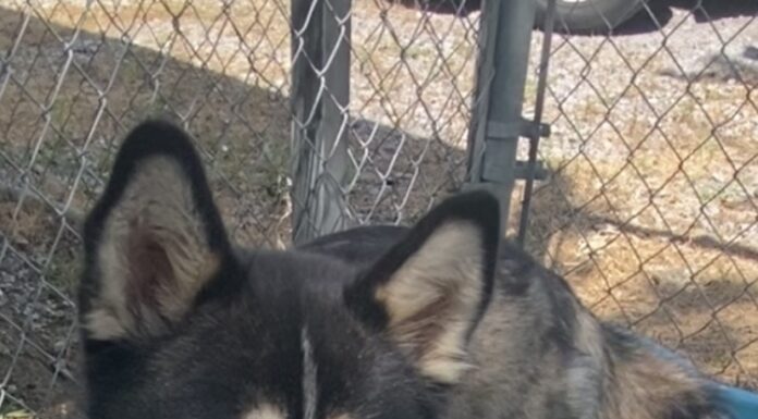 Pet of the week: Fly high with Maverick!