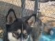 Pet of the week: Fly high with Maverick!