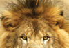 UNA’s beloved lion Leo III passes away Leo III (University of North Alabama)