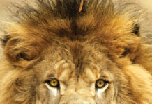 UNA’s beloved lion Leo III passes away Leo III (University of North Alabama)