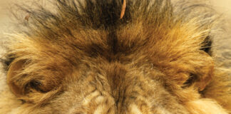 UNA’s beloved lion Leo III passes away Leo III (University of North Alabama)