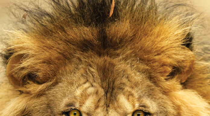 UNA’s beloved lion Leo III passes away Leo III (University of North Alabama)