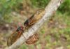 ACES: Extension entomologist encourages families to get outside during cicada emergence