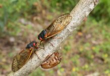 ACES: Extension entomologist encourages families to get outside during cicada emergence