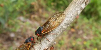 ACES: Extension entomologist encourages families to get outside during cicada emergence