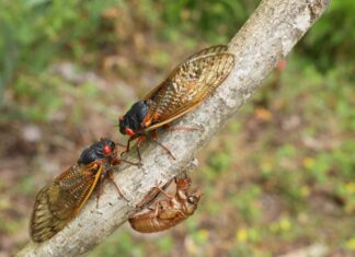 ACES: Extension entomologist encourages families to get outside during cicada emergence