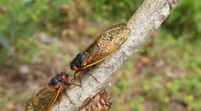 ACES: Extension entomologist encourages families to get outside during cicada emergence