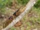 ACES: Extension entomologist encourages families to get outside during cicada emergence