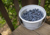 U-pick blueberries are a berry good time