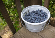 U-pick blueberries are a berry good time