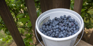 U-pick blueberries are a berry good time