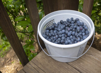 U-pick blueberries are a berry good time