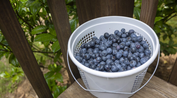 U-pick blueberries are a berry good time