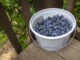 U-pick blueberries are a berry good time