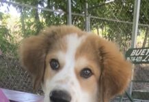 Pet of the week: Don’t get bothered, get Badger