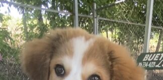 Pet of the week: Don’t get bothered, get Badger