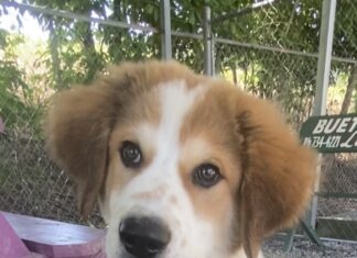 Pet of the week: Don’t get bothered, get Badger