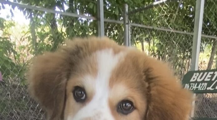 Pet of the week: Don’t get bothered, get Badger