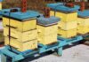 Beekeepers monitor hives for Africanized honeybees after confirmed detection in Alabama