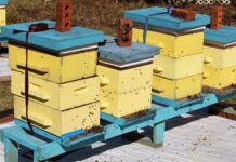Beekeepers monitor hives for Africanized honeybees after confirmed detection in Alabama