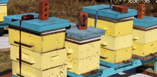 Beekeepers monitor hives for Africanized honeybees after confirmed detection in Alabama