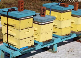 Beekeepers monitor hives for Africanized honeybees after confirmed detection in Alabama