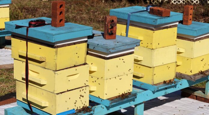 Beekeepers monitor hives for Africanized honeybees after confirmed detection in Alabama