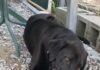 Pet of the week: I’m your Huckleberry!