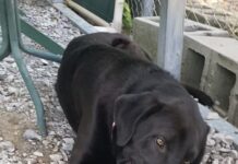 Pet of the week: I’m your Huckleberry!