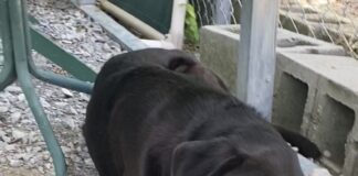 Pet of the week: I’m your Huckleberry!