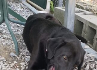 Pet of the week: I’m your Huckleberry!