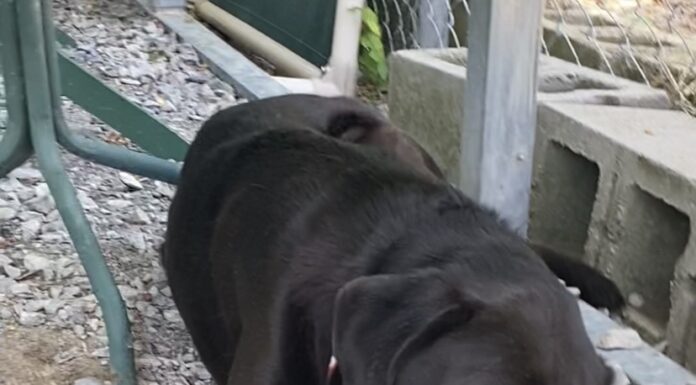 Pet of the week: I’m your Huckleberry!