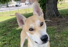 Pet of the week: Look at me! It’s Ricky!