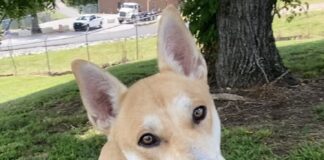 Pet of the week: Look at me! It’s Ricky!