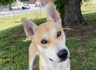 Pet of the week: Look at me! It’s Ricky!