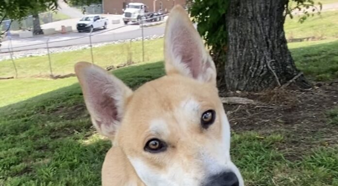 Pet of the week: Look at me! It’s Ricky!