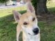Pet of the week: Look at me! It’s Ricky!