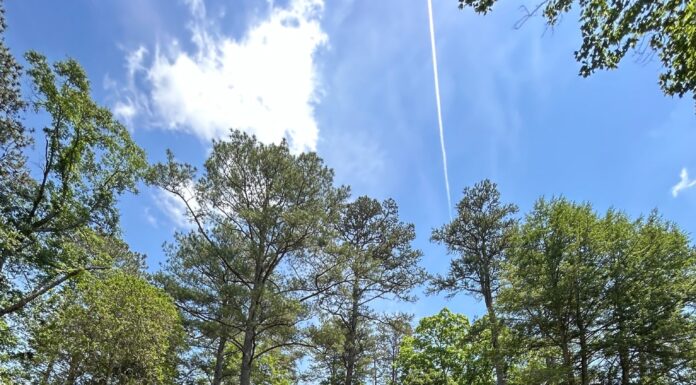 Ave Maria Grotto, St. Bernard Abbey announce major restoration project