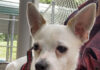 Pet of the week: Meet a ladies man like Rico