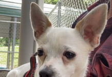 Pet of the week: Meet a ladies man like Rico