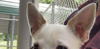 Pet of the week: Meet a ladies man like Rico